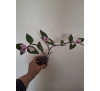 Традесканція кімнатна рожева Сором'язлива наречена (Tradescantia Blushing Bride)